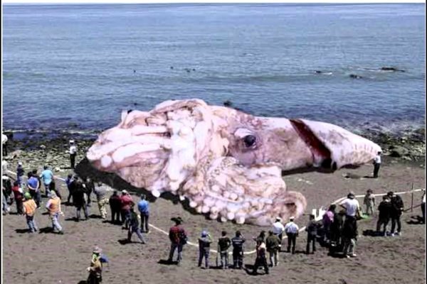 Kraken 12 at